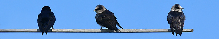 Purple Martins